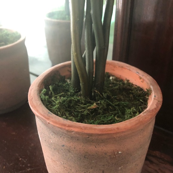 SOLD Pair of dried/petrified boxwood topiaries - Picture 5 of 6